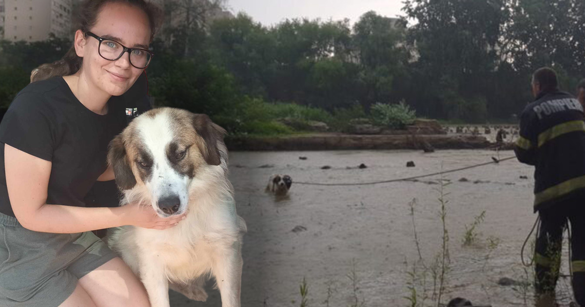 FOTO. Poveste cu final fericit pentru Tasha, cățelușa salvată din Someș de pompierii sătmăreni. A plecat acasă cu unul dintre salvatori