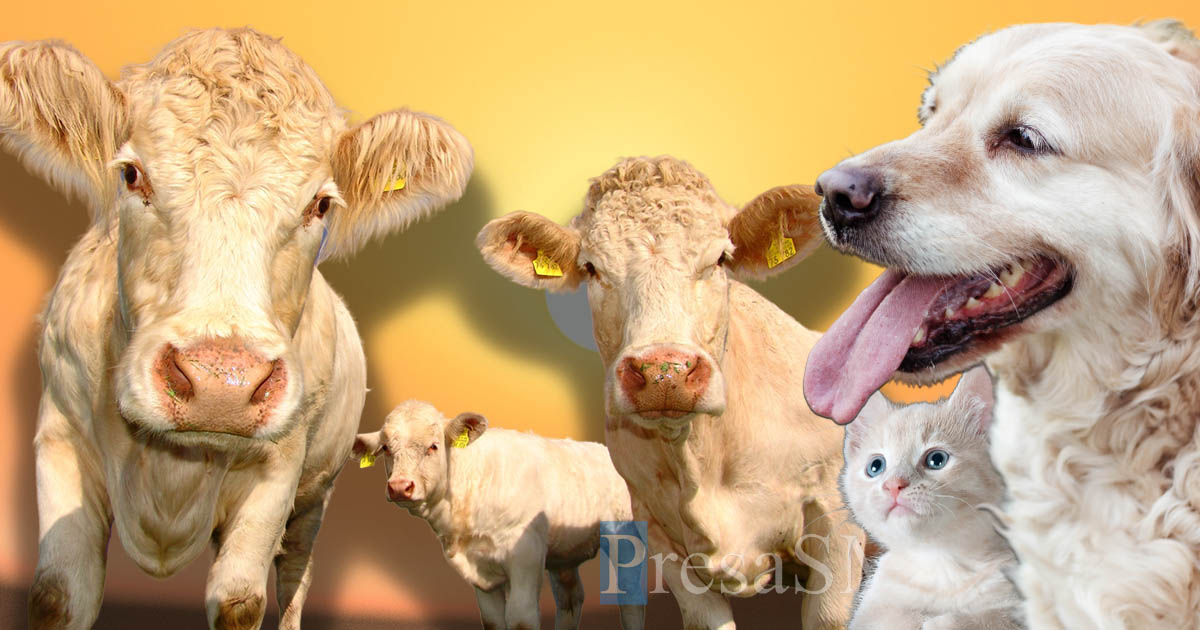 DSVSA avertizează. Urmează temperaturi caniculare. Ce obligații au proprietarii de animale. Se anunță și controale