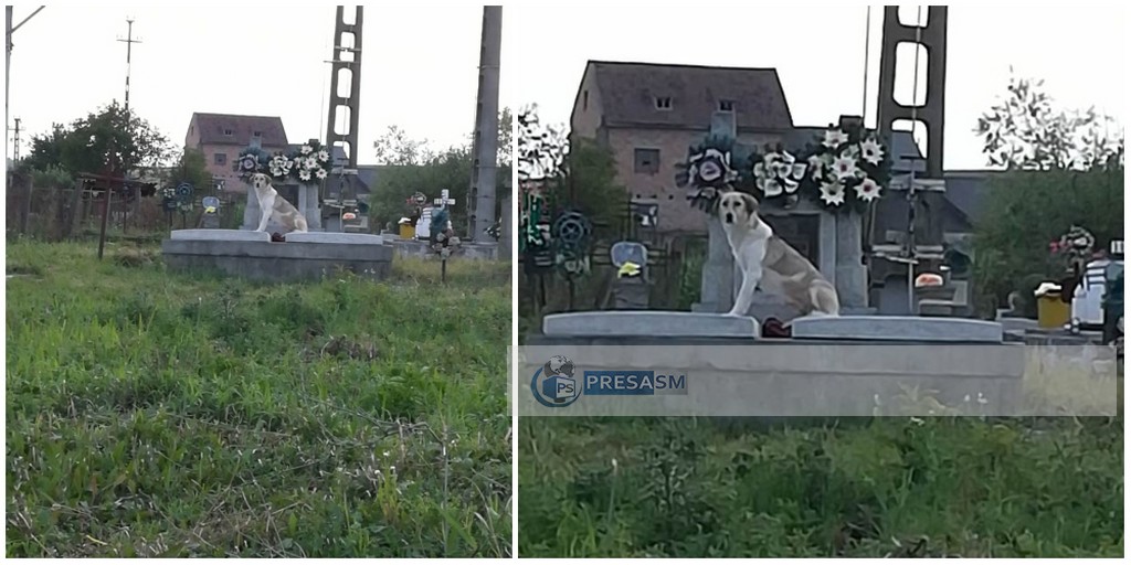 FOTO. Imagini sfâșietoare în județ. Un câine își așteaptă stăpânul decedat, la mormânt