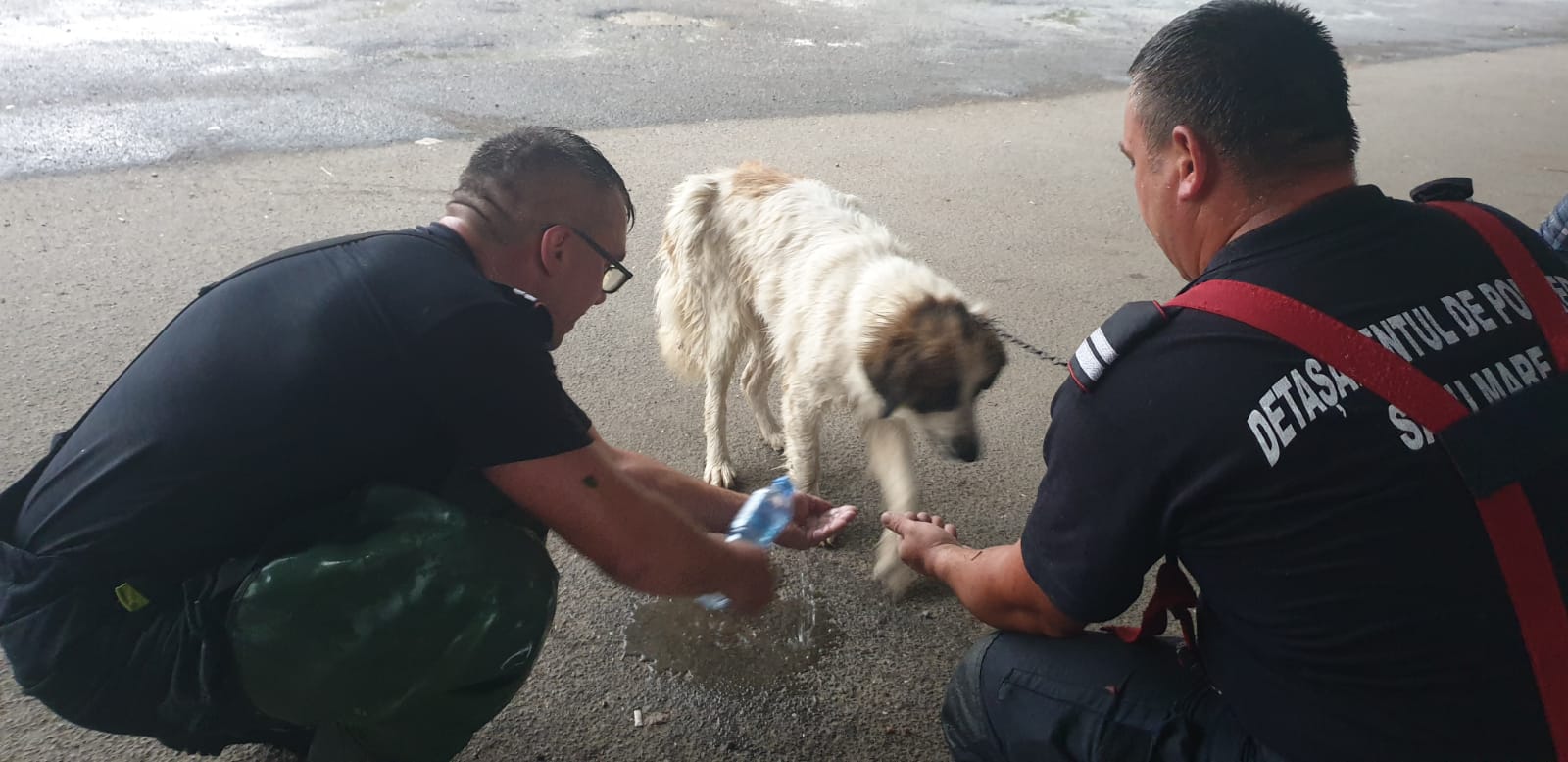 Cine e ”om” și cine animal?! Individ amendat după ce și-a abandonat câinele în municipiul Satu Mare