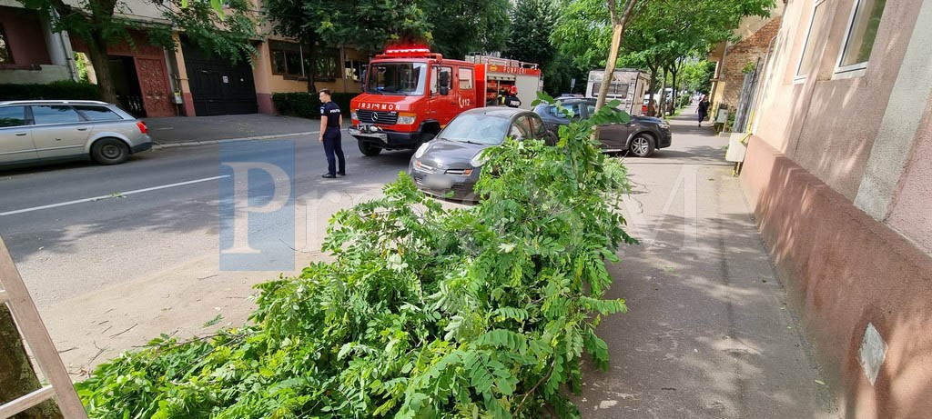 FOTO/VIDEO. Primele probleme din cauza Codului Portocaliu la Satu Mare. Copaci căzuți, cel puțin o mașină avariată