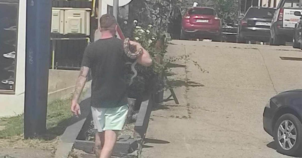 FOTO. Căldura mare, mon cher! Într-un oraș din țară, un tânăr și-a scos pitonul la plimbare