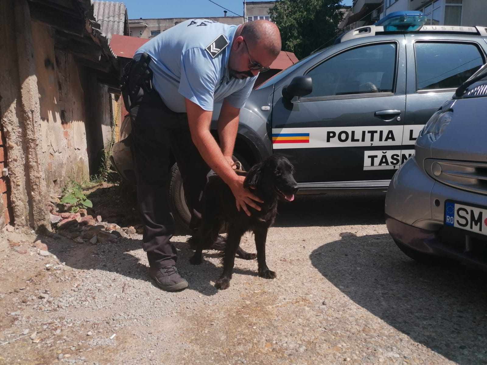 FOTO. Sătmăreancă urmărită și amendată după ce și-a abandonat câinele pe străzi