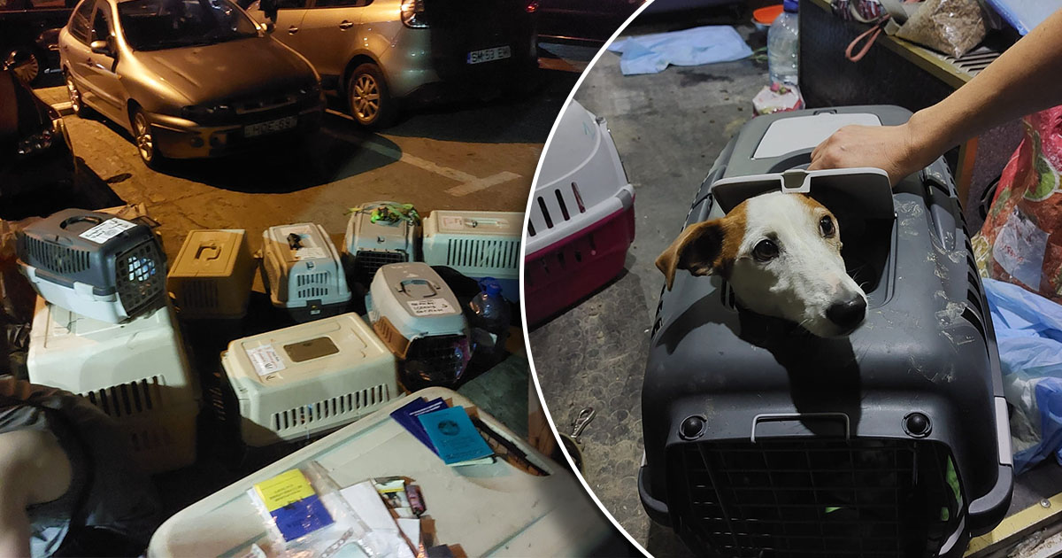 FOTO. "Contrabandă" cu animale. Au vrut să scoată din țară zeci de câini și pisici. Au fost opriți de polițiștii sătmăreni