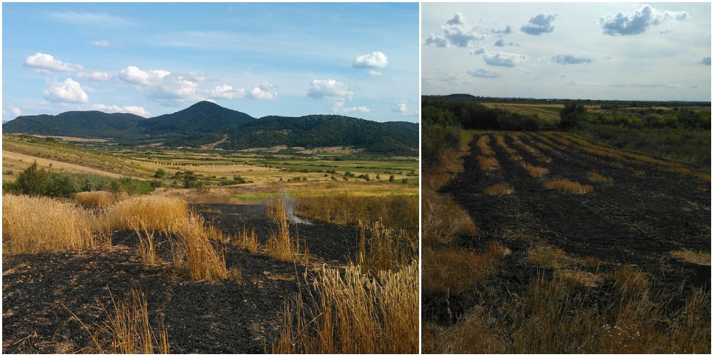 FOTO. Hectare întregi de vegetație și grâu, făcute scrum în județul Satu Mare