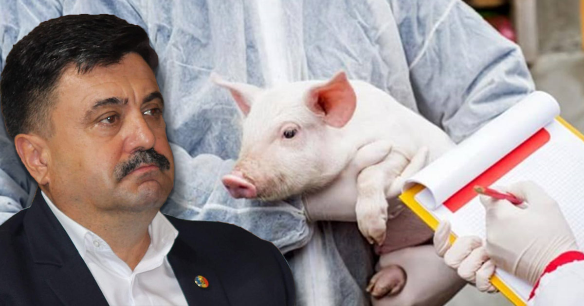 Un nou caz de pestă porcină în județul Satu Mare. 14 localități în zona de supraveghere