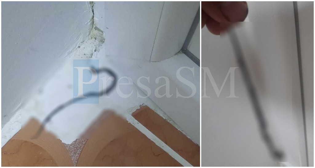 FOTO. Zonă din municipiul Satu Mare, invadată de șerpi. Intră în casele oamenilor, localnicii sunt disperați