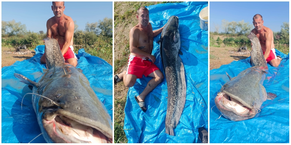 FOTO. Somn uriaș pescuit din Someș. Mesajul prietenilor: ”Te-ai scos cu porcul de Crăciun”