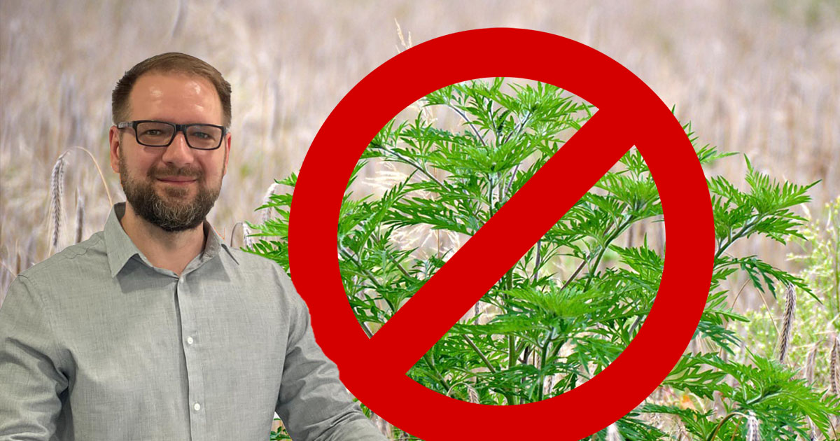 USR luptă împotriva ambroziei. Radu Panait îi îndeamnă pe sătmăreni să semneze petiția