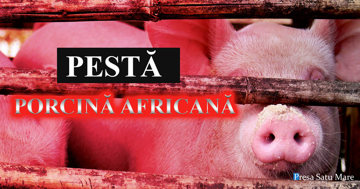 Șase focare de pestă porcină într-o localitate din județul Satu Mare. Ce măsuri au luat autoritățile