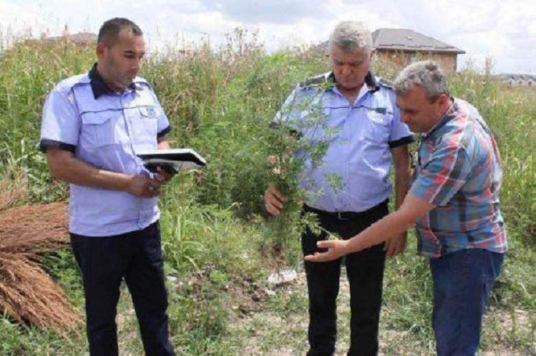 S-a schimbat legea. Primăriile vor intra peste proprietarii care nu elimină ambrozia