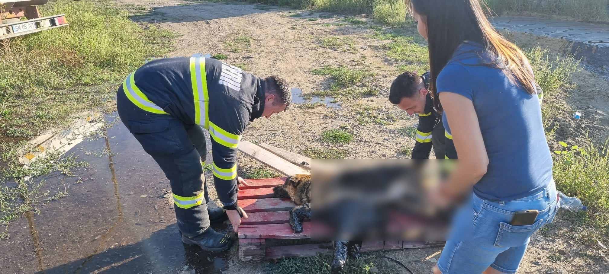 FOTO. Intervenție neobișnuită a pompierilor sătmăreni. Au salvat un câine blocat într-o groapă cu smoală