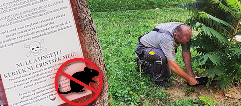 Începe deratizarea de primăvară la Satu Mare. Avertizarea transmisă sătmărenilor