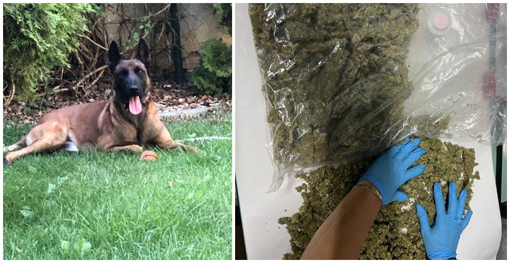 FOTO/VIDEO. Un sătmărean și-a ”izolat” casa cu droguri! Dat de gol de un câine isteț