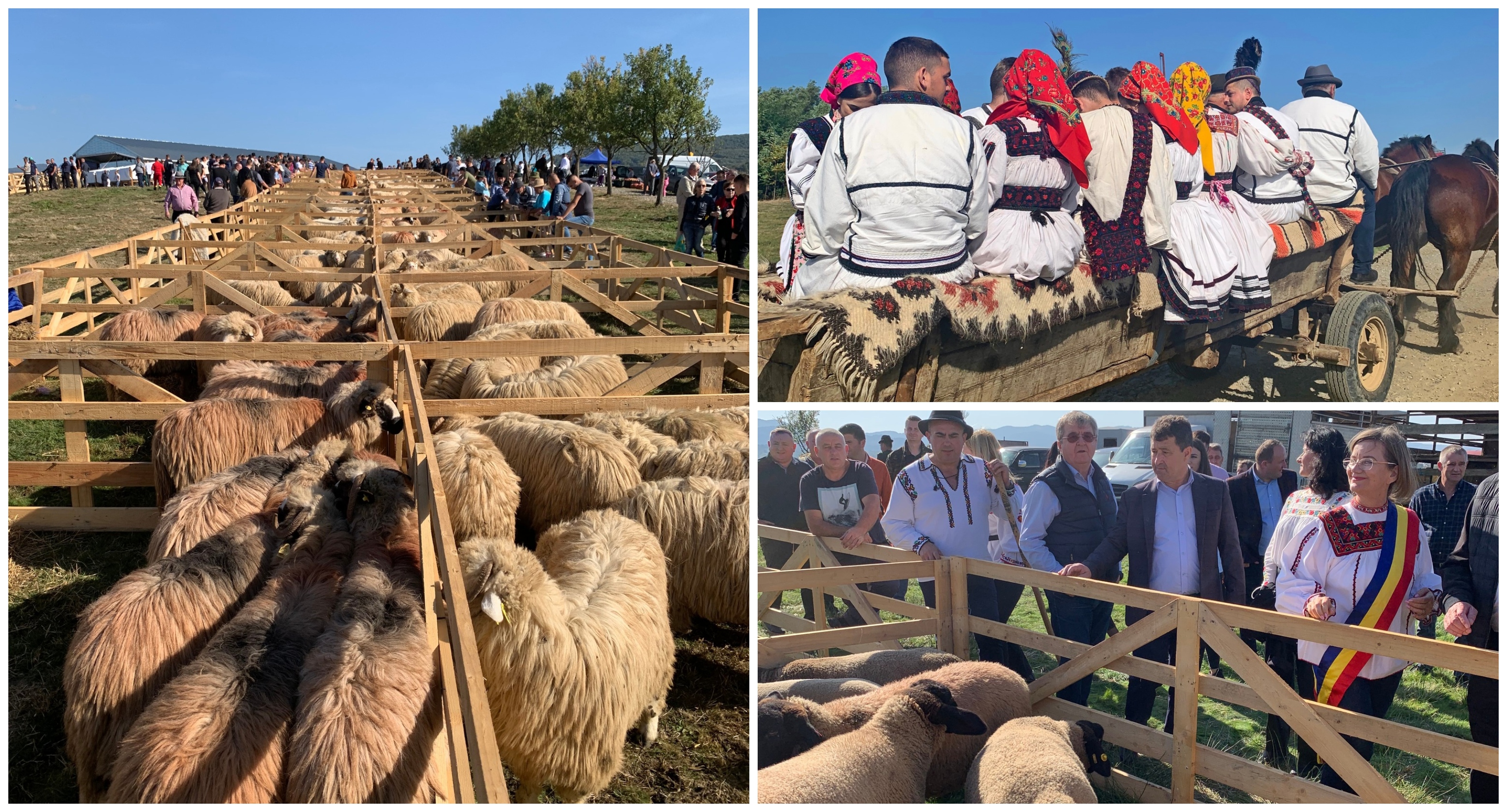 FOTO. Coborâtu` oilor la munte. Tradiția reînviată, plină de culoare, în Țara Oașului
