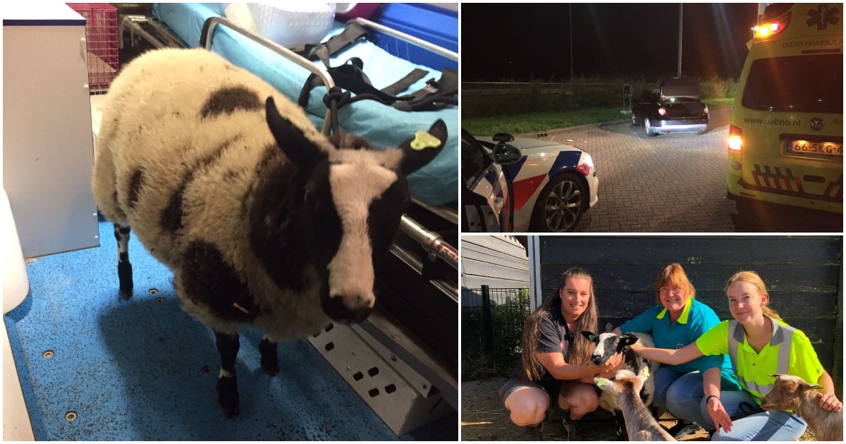 FOTO. Românul care i-a surprins pe polițiștii olandezi. L-au prins cu oaia de la zoo în portbagaj