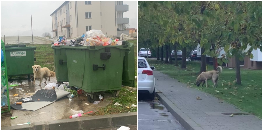 FOTO. Careiul, sub amenințarea câinilor vagabonzi. ”Umblăm cu spray lacrimogen sau alarme să ne apărăm”