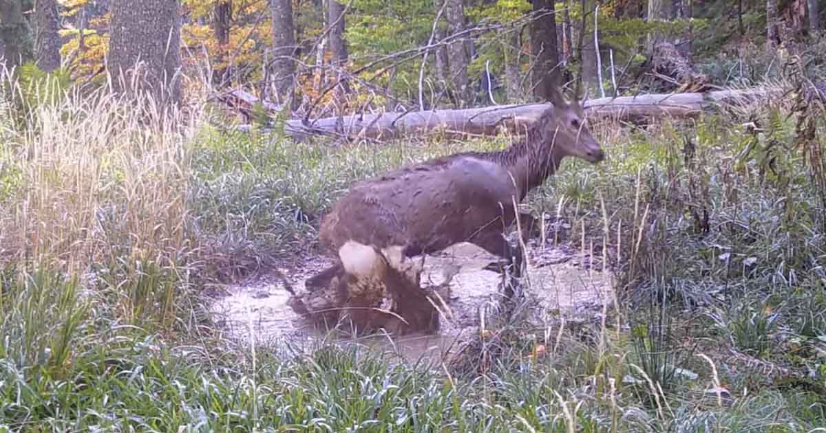 VIDEO. Imagini simpatice surprinse de Romsilva. Un cerb jucăuș își face de cap într-o baltă