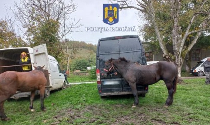 Surpriză pentru un sătmărean. Și-a găsit calul furat ... la târgul de animale