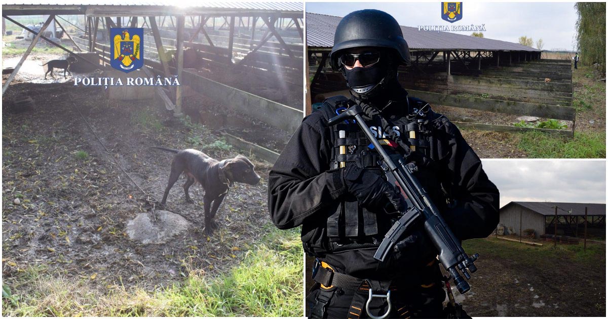 FOTO. Percheziții la Satu Mare. Zeci de câini, folosiți la lupte între animale. Un bărbat a fost reținut