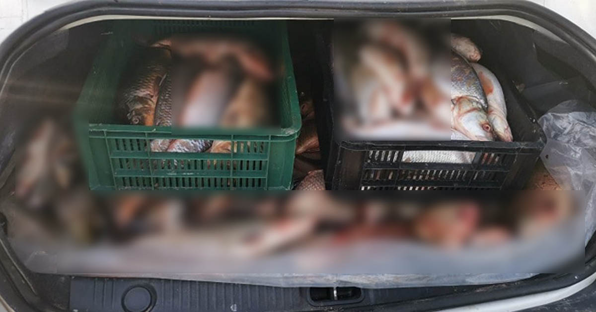 Prinși cu peștii în protbagaj. Trei sătmăreni s-au ales cu dosar penal