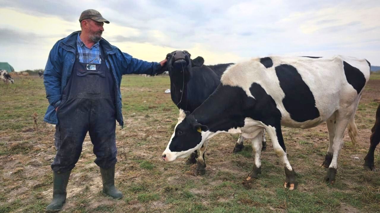 VIDEO. Sătmăreanul care s-a întors din Noua Zeelandă pentru a-și face fermă de vaci acasă, la Borlești