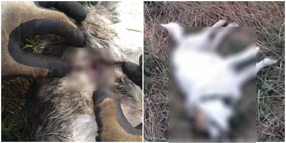 VIDEO. Noi informații în cazul uciderilor în serie de la Carei. S-ar exclude ipoteza împușcării