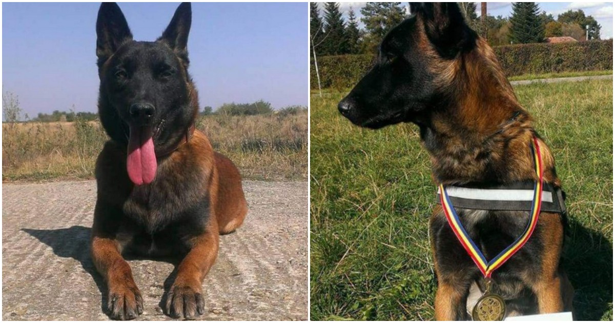 FOTO. Ares, câinele Poliției Satu Mare, s-a pensionat. A participat la zeci de misiuni periculoase