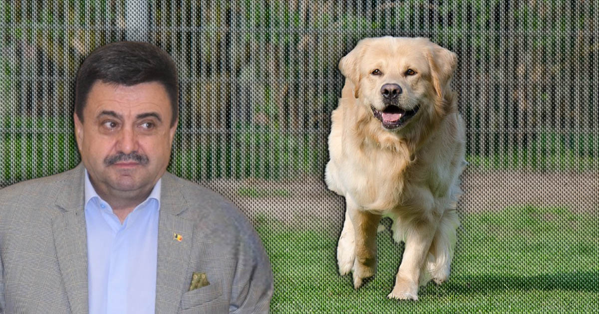 Proiect-pilot la Satu Mare. Prefectura vrea adăpost regional pentru câinii fără stăpân din județ