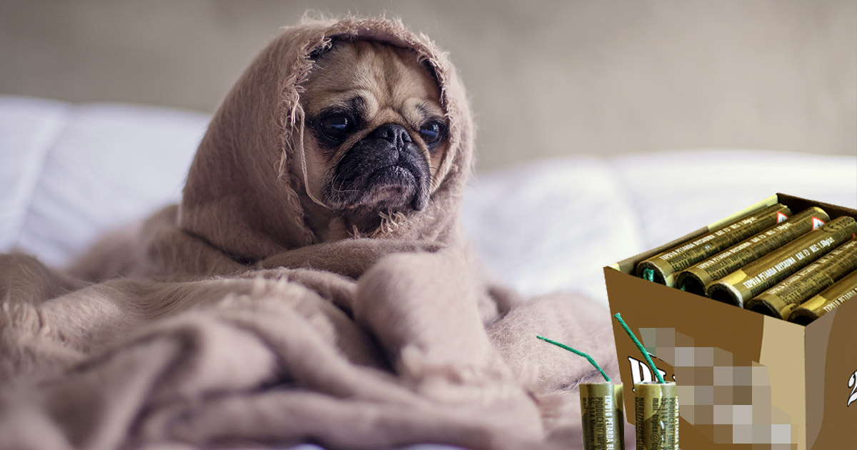 Tot mai mult zgomot de petarde și de artificii. Sfaturi pentru sigurnața animalelor de companie