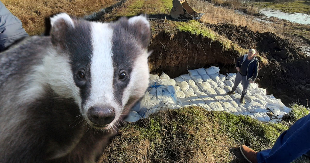 FOTO. Breșă la un dig din județul Satu Mare. De vină ar fi bursucii