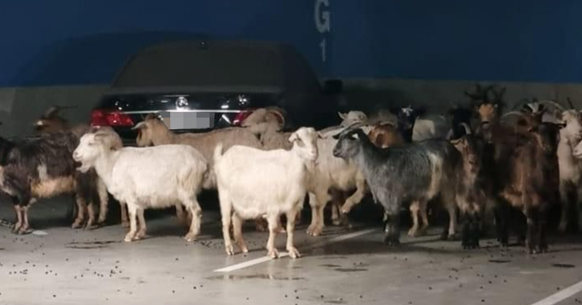 FOTO/VIDEO. Surpriză pentru clienții unui mall din țară. În parcarea subterană, șoferii au dat de o turmă de capre