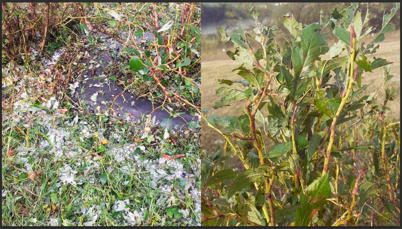 Impactul fenomenelor meteo extreme în Nordul României: realități și soluții