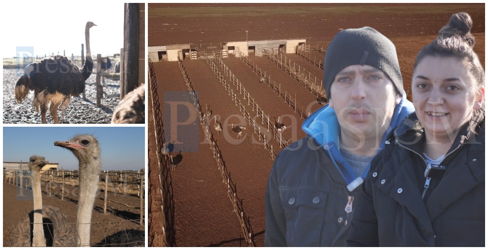 FOTO. Povestea a doi tineri care și-au înființat o fermă de struți în județul Satu Mare