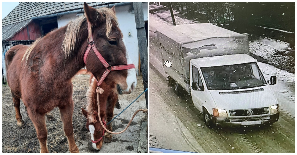 FOTO. Cai furați în plină zi din Satu Mare. Se oferă recompensă pentru prinderea hoților