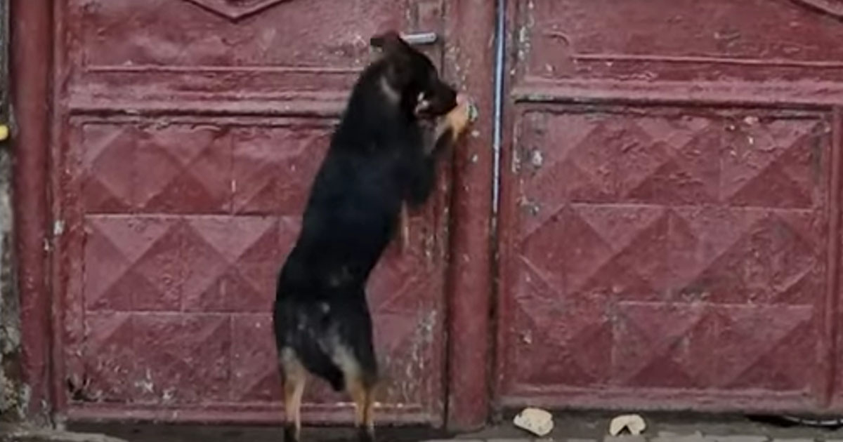 VIDEO. Scene cumplite. Un căţel de 4 luni plânge la poarta stăpânului care pur și simplu l-a pus afară