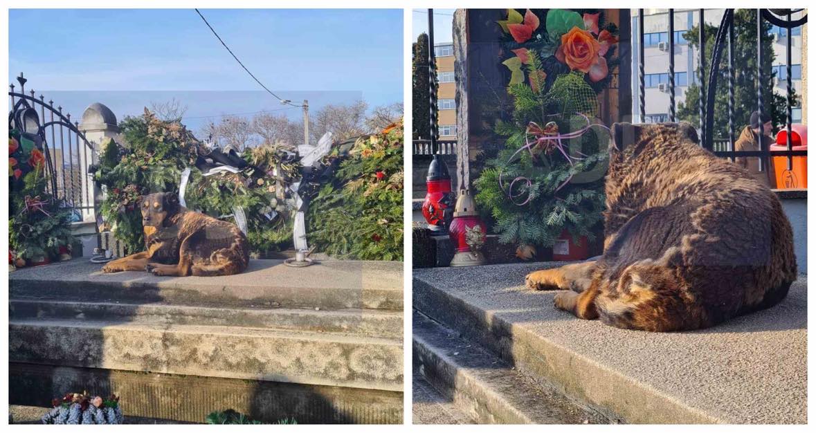 Un câine își așteaptă stăpânul. Imagini sfâșietoare într-un cimitir din Satu Mare