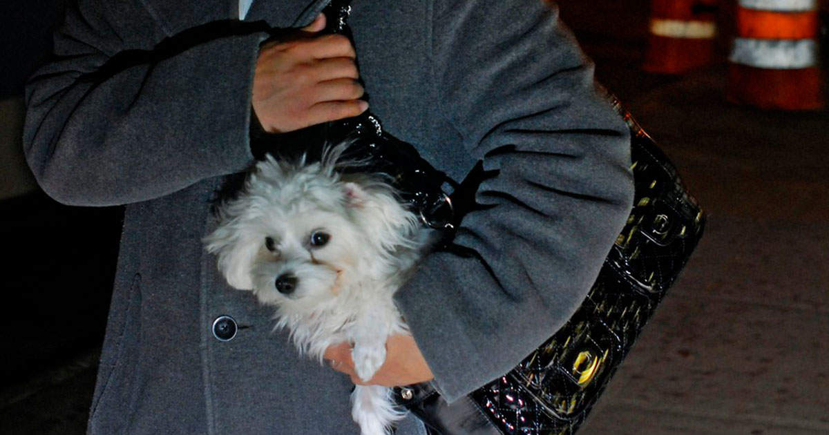 Dosar penal pentru un tânăr sătmărean. A furat un câine de rasă