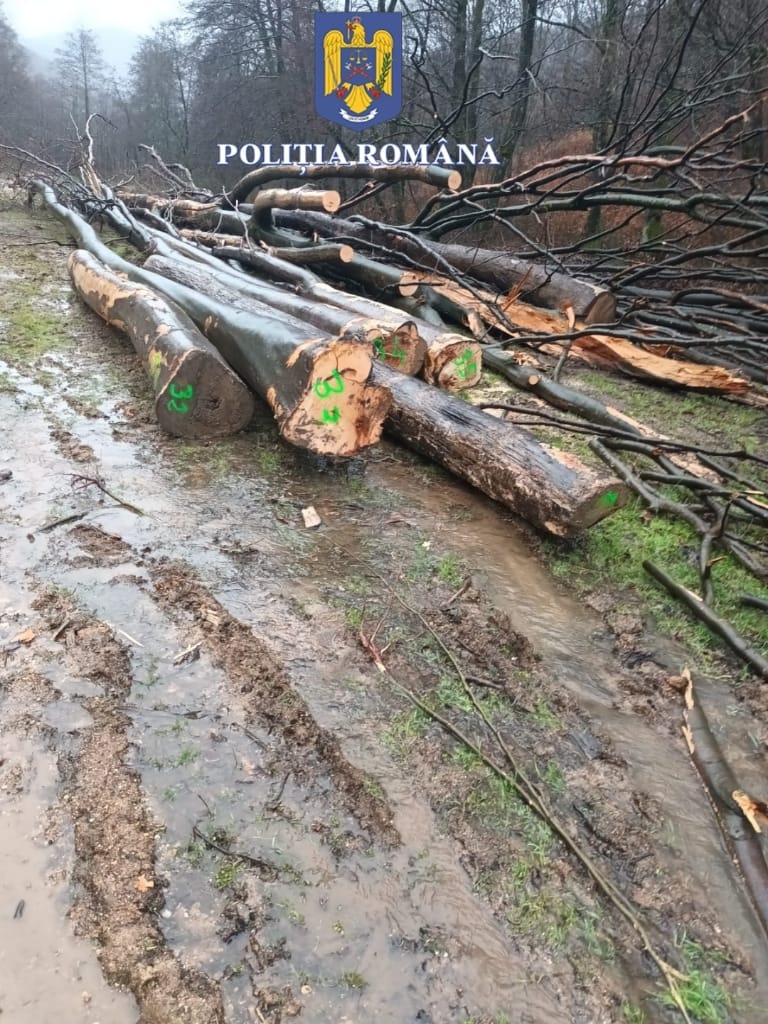 Zeci de copaci tăiați și prejudiciu de mii de lei. Tânăr din Satu Mare, acuzat de furt de arbori