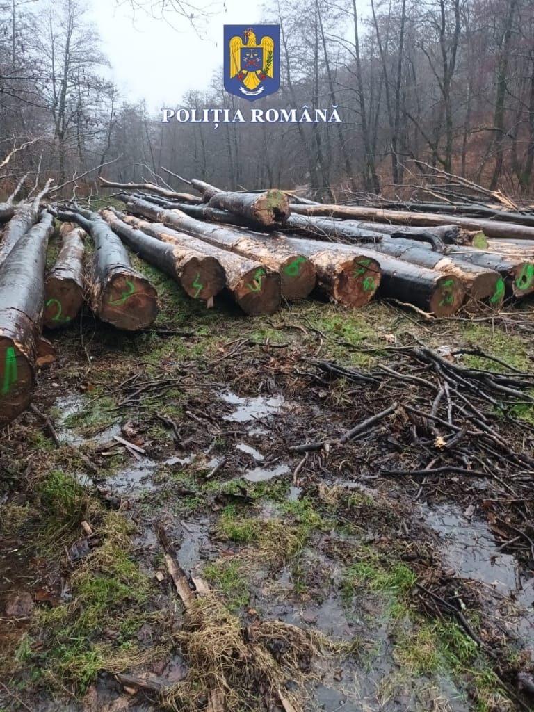 FOTO. FLAGRANT. Prejudiciu uriaș dintr-un foc, sătmăreni prinși la furat de lemne