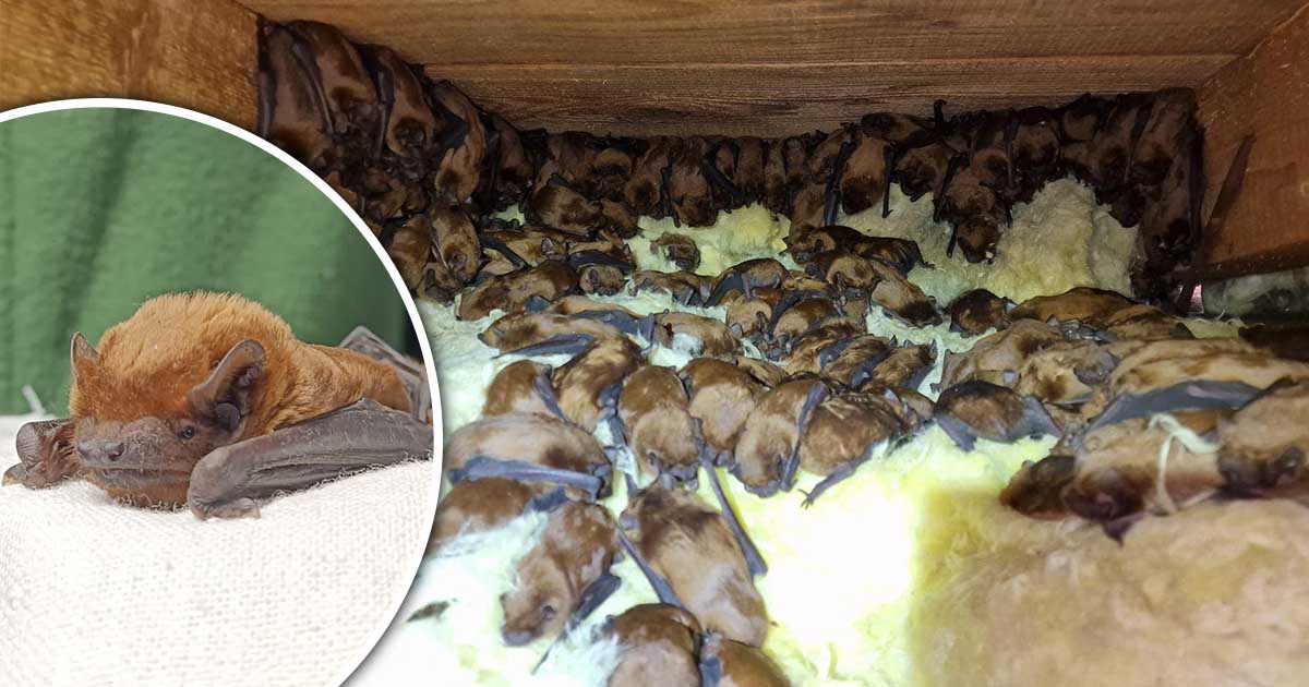 FOTO/VIDEO. Operațiune dificilă de salvare în țară. Mii de lilieci găsiți în podul unei case. Au intrat și între pereți
