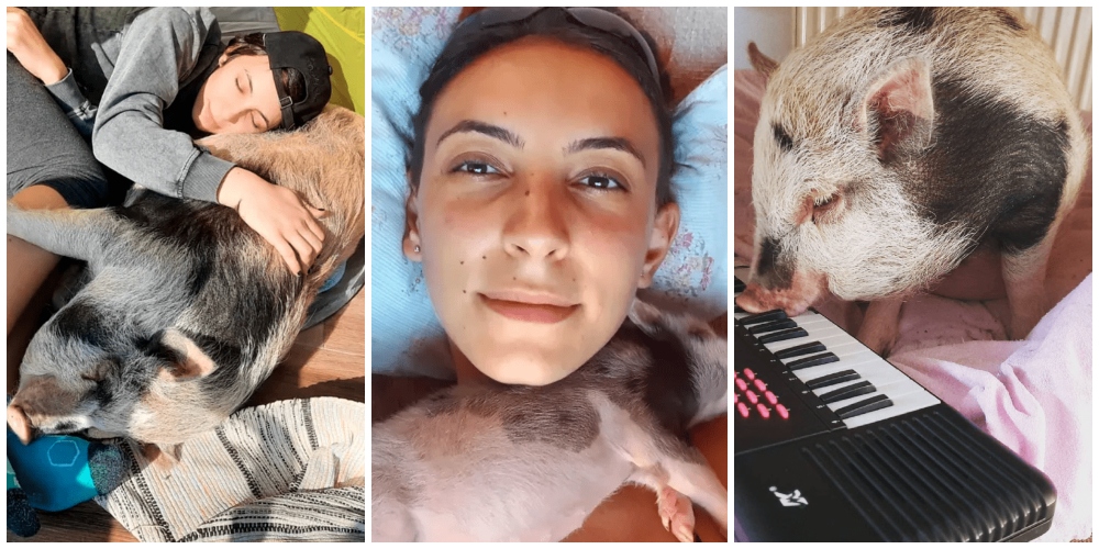 FOTO. O purcelușă din Satu Mare, vedetă pe internet. Are 120 de kg și milioane de vizualizări