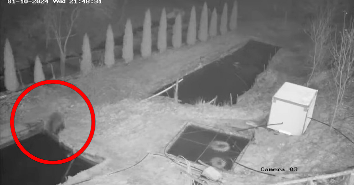 VIDEO. Ghinion teribil la o păstrăvărie din țară. Ursul a golit bazinele cu pești. Toți s-au dus în vale