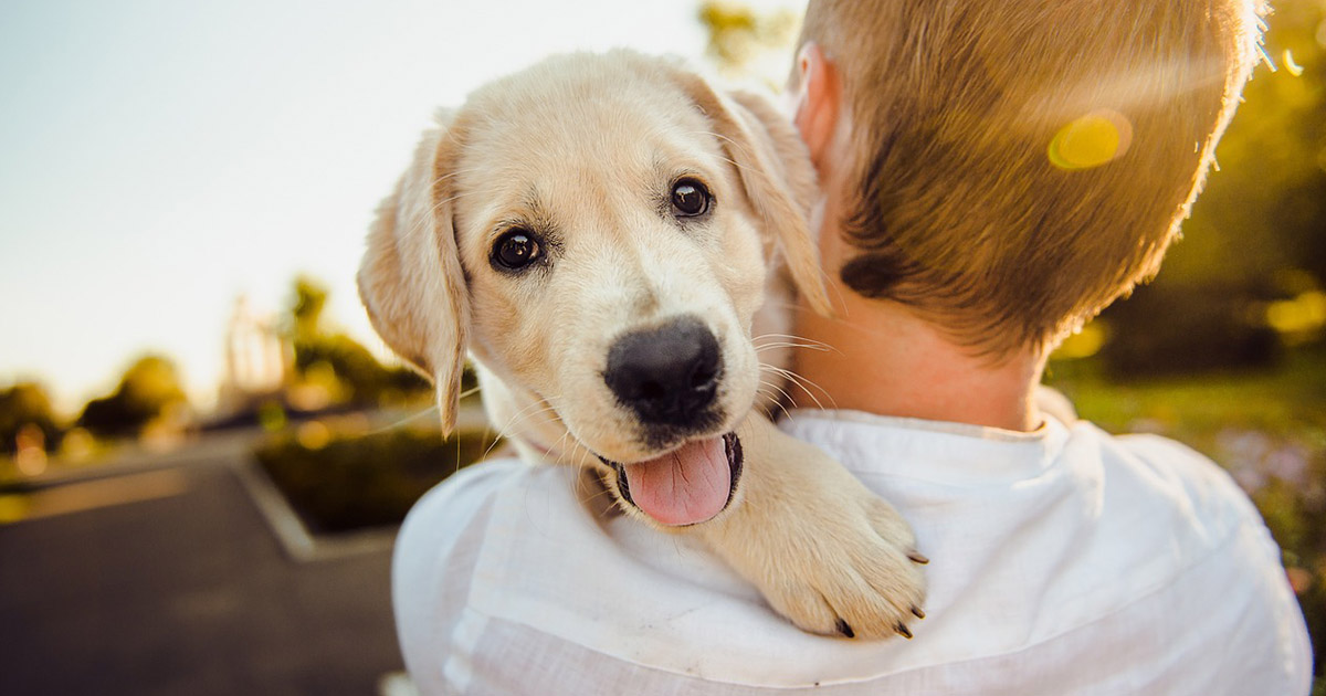 Acțiune gratuită de sterilizare a câinilor, la Satu Mare și localitățile învecinate. Înscrieri pe bază de programare