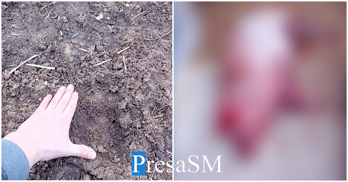 FOTO/VIDEO. Animale ucise de lupi în zona Careiului. Chiar în curțile oamenilor