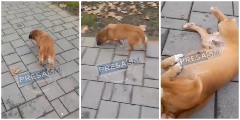 VIDEO. I-a vândut cățeii în Piața de Vechituri și a abandonat câinele în Grădina Romei