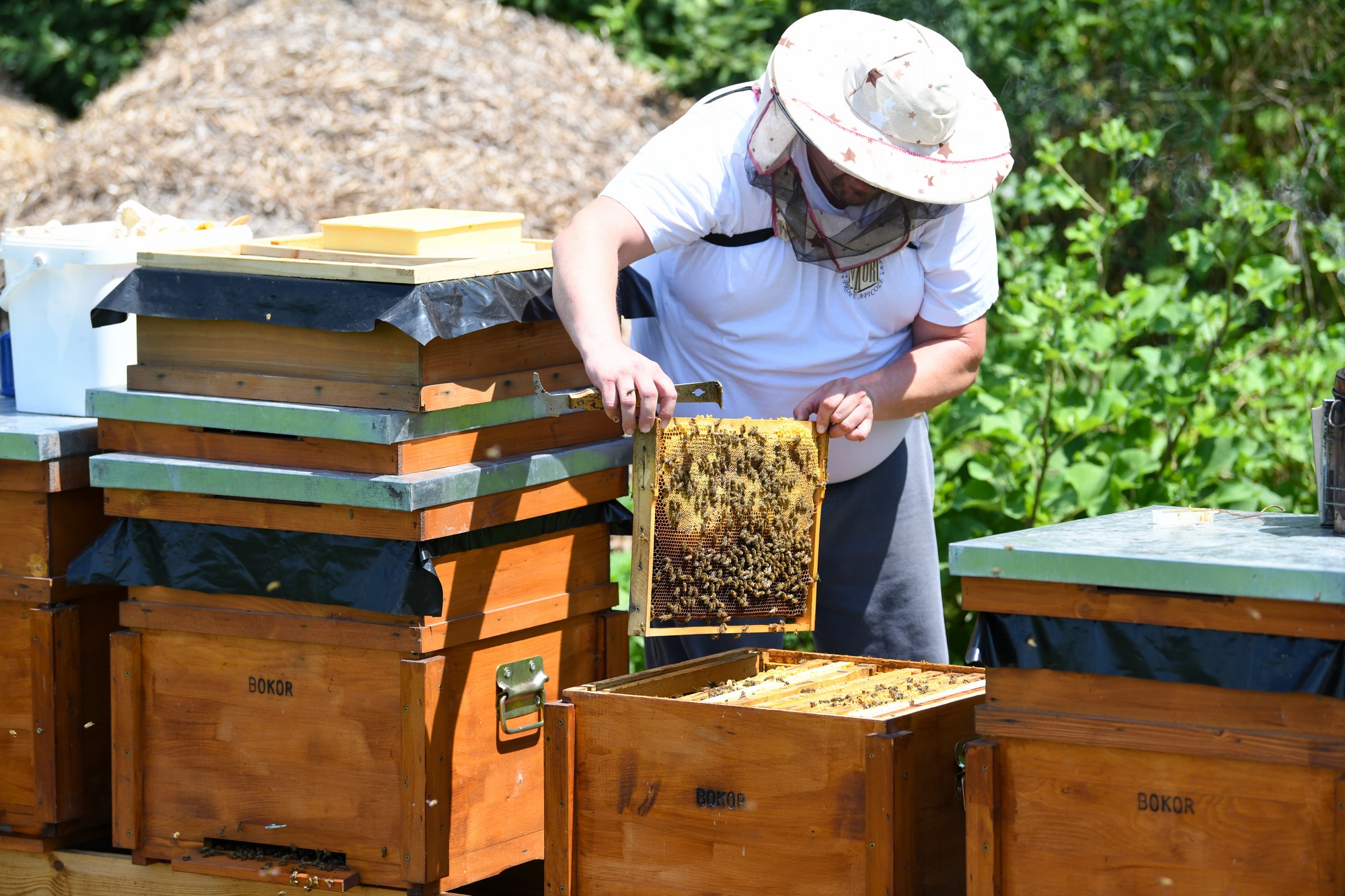 Deputatul Magyar Lorand: ”S-a adoptat schema de ajutor pentru apicultori, la solicitarea UDMR”