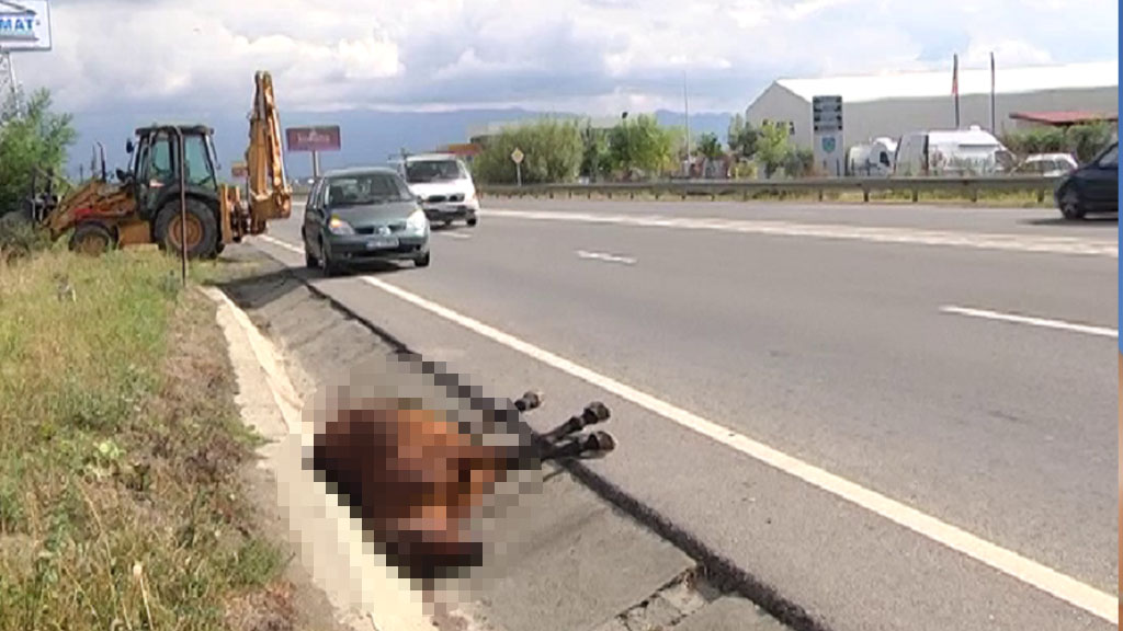 Accident în județul Satu Mare. Cal ucis pe drum, după ce a fost lovit de o autoutilitară