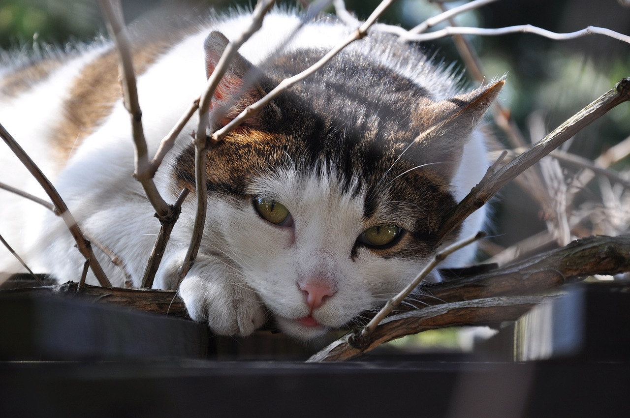 Pisicile nesupravegheate ar putea fi considerate „animale fără stăpân”. Vor fi capturate, duse în adăposturi și, după caz, eutanasiate