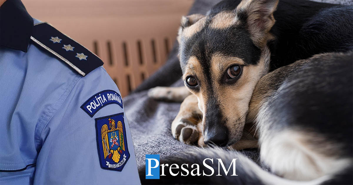 Caz halucinant în județul vecin. Bărbat acuzat că a omorât câinii vecinei, la cerere. A ucis și un patruped care i-a intrat în curte